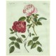 Bertuch - Růže - Rosenarten No. 24
