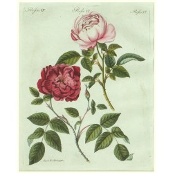 Bertuch - Růže - Rosenarten No. 24