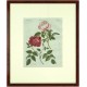 Bertuch - Růže - Rosenarten No. 24