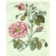 Bertuch - Růže - Rosenarten No. 30