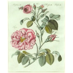 Bertuch - Růže - Rosenarten No. 30