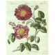 Bertuch - Růže - Rosenarten No. 45