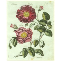 Bertuch - Růže - Rosenarten No. 45