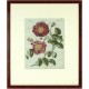 Bertuch - Růže - Rosenarten No. 45