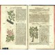 Kräuterbuch Deß uralten ... Griechischen Scribenten Pedacii Dioscoridis