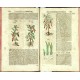 Kräuterbuch Deß uralten ... Griechischen Scribenten Pedacii Dioscoridis