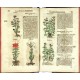 Kräuterbuch Deß uralten ... Griechischen Scribenten Pedacii Dioscoridis