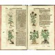 Kräuterbuch Deß uralten ... Griechischen Scribenten Pedacii Dioscoridis