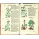 Kräuterbuch Deß uralten ... Griechischen Scribenten Pedacii Dioscoridis