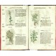 Kräuterbuch Deß uralten ... Griechischen Scribenten Pedacii Dioscoridis