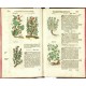 Kräuterbuch Deß uralten ... Griechischen Scribenten Pedacii Dioscoridis