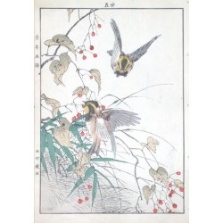 Birds and plants