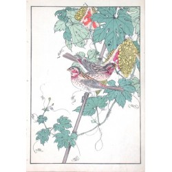 Birds and plants