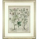 Pyrola ... Eranthemum ...