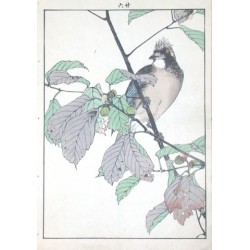 Birds and plants