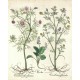 Pyrola ... Eranthemum ...