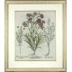 Caryophyll ... Abrotanum ... Marum peregrinum