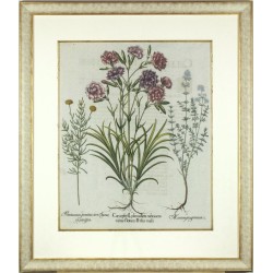 Caryophyll ... Abrotanum ... Marum peregrinum
