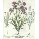 Caryophyll ... Abrotanum ... Marum peregrinum