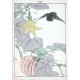 Birds and plants