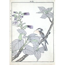 Birds and plants