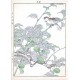 Birds and plants
