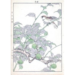 Birds and plants