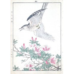 Birds and plants
