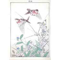 Birds and plants