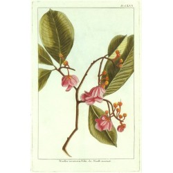 Noallia incarnata