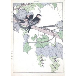 Birds and plants