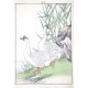 Birds and plants