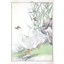 Birds and plants