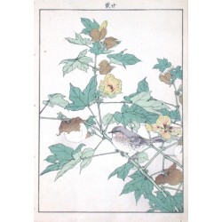 Birds and plants