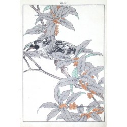 Birds and plants