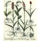Epipactis ... Orchis ... Palma Christi