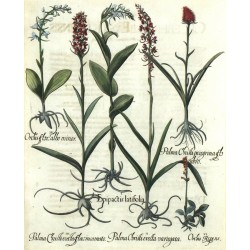 Epipactis ... Orchis ... Palma Christi