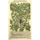 Wilder Burtzel oder Grensel. Portulaca sylvestris