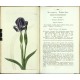 Curtis's Botanical Magazine ... Vol. 50