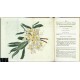 Curtis's Botanical Magazine ... Vol. 50