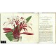 Curtis's Botanical Magazine ... Vol. 50