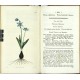 Curtis's Botanical Magazine ... Vol. 50