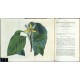 Curtis's Botanical Magazine ... Vol. 50