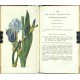 Curtis's Botanical Magazine ... Vol. 50