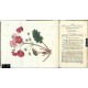 Curtis's Botanical Magazine ... Vol. 52