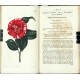 Curtis's Botanical Magazine ... Vol. 52