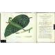 Curtis's Botanical Magazine ... Vol. 52