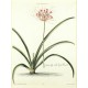 Lilio - Narcissus V. Japan-Lily wiht lesser Flowerr