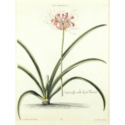 Lilio - Narcissus V. Japan-Lily wiht lesser Flowerr
