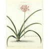 Lilio - Narcissus V. Japan-Lily wiht lesser Flowerr
